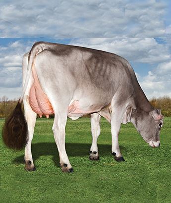 Brown Swiss
