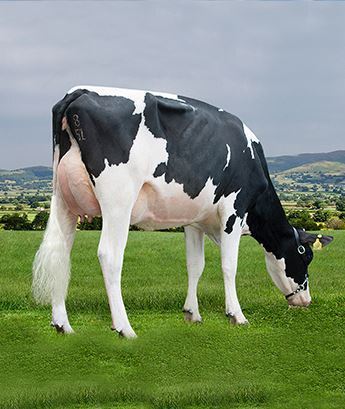 Holstein